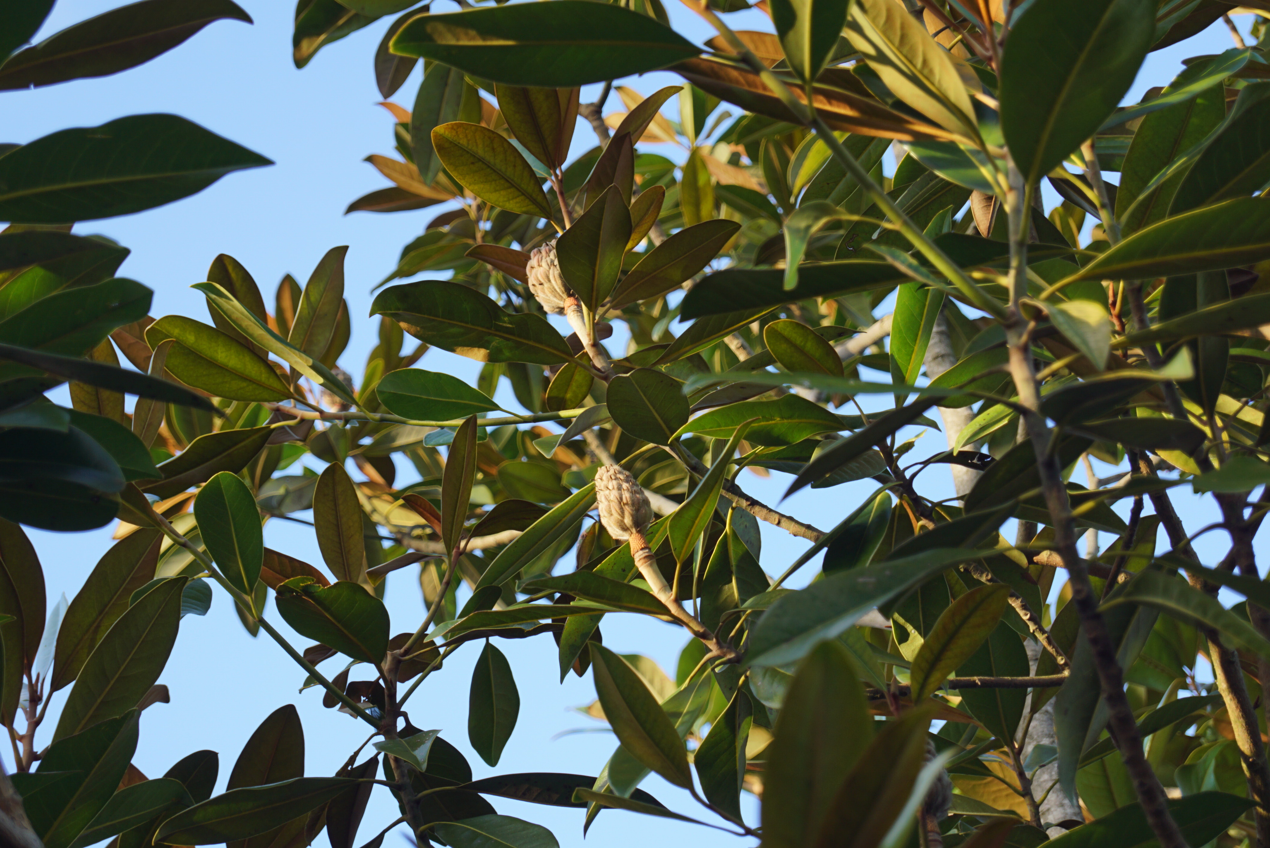 Magnolia grandiflora 'Galissonnière' (17)
